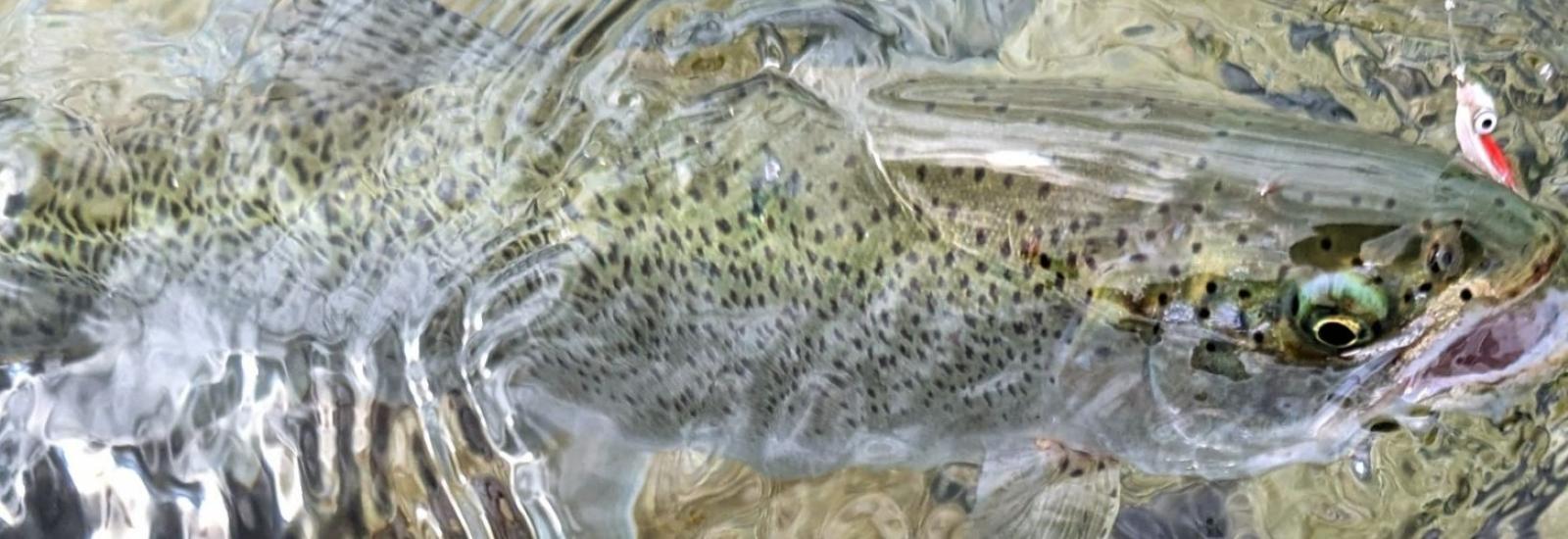 fishwithfly Fish coming out of the water with fly in its mouth.