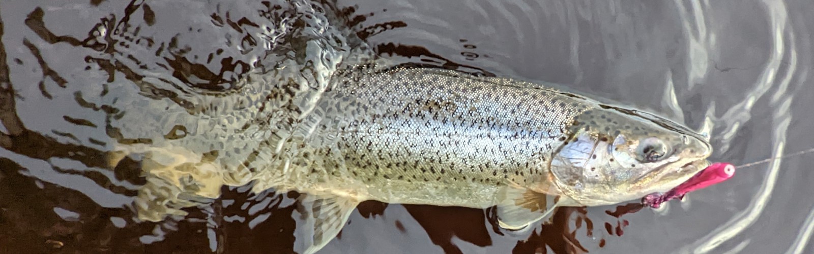 hm_cutthroat2 Cutthroat trout in the water with a pink fly in its mouth.